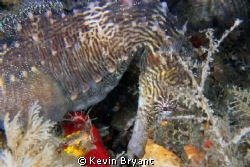 Not the most colorful of seahorses, but a spot or two of ... by Kevin Bryant 